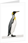 King penguin by Anonymous