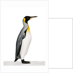 King penguin by Anonymous