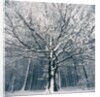 Snowcovered forest by Anonymous