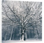 Snowcovered forest by Anonymous