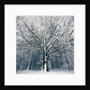Snowcovered forest by Anonymous