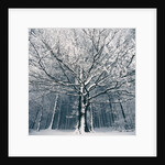 Snowcovered forest by Anonymous