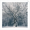 Snowcovered forest by Anonymous