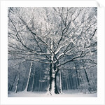Snowcovered forest by Anonymous