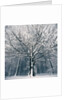 Snowcovered forest by Anonymous