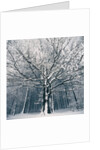 Snowcovered forest by Anonymous