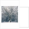 Snowcovered forest by Anonymous