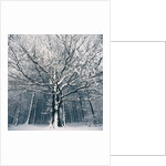 Snowcovered forest by Anonymous