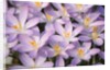 Flowers of Crocus by Anonymous