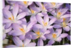 Flowers of Crocus by Anonymous