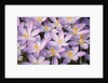 Flowers of Crocus by Anonymous