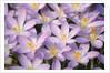Flowers of Crocus by Anonymous