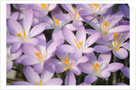 Flowers of Crocus by Anonymous