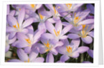 Flowers of Crocus by Anonymous