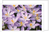 Flowers of Crocus by Anonymous