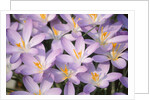 Flowers of Crocus by Anonymous