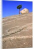 USA, California, Yosemite National Park, Pine tree and rock by Anonymous