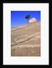 USA, California, Yosemite National Park, Pine tree and rock by Anonymous