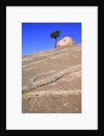 USA, California, Yosemite National Park, Pine tree and rock by Anonymous