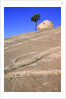 USA, California, Yosemite National Park, Pine tree and rock by Anonymous
