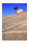 USA, California, Yosemite National Park, Pine tree and rock by Anonymous