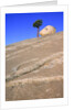 USA, California, Yosemite National Park, Pine tree and rock by Anonymous