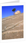 USA, California, Yosemite National Park, Pine tree and rock by Anonymous