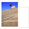 USA, California, Yosemite National Park, Pine tree and rock by Anonymous
