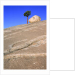 USA, California, Yosemite National Park, Pine tree and rock by Anonymous