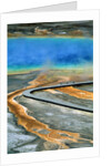 Boardwalk at the Grand Prismatic Spring, Yellowstone National Park, Wyoming by Anonymous