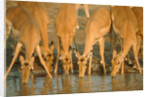 Several impalas drinking at a watering place (Botswana) by Anonymous