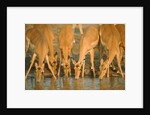 Several impalas drinking at a watering place (Botswana) by Anonymous