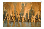 Several impalas drinking at a watering place (Botswana) by Anonymous