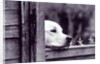 Dog Looking Over Fence by Anonymous