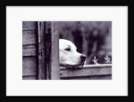 Dog Looking Over Fence by Anonymous