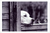 Dog Looking Over Fence by Anonymous
