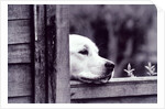 Dog Looking Over Fence by Anonymous