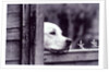 Dog Looking Over Fence by Anonymous