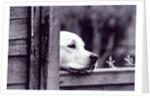 Dog Looking Over Fence by Anonymous
