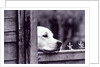 Dog Looking Over Fence by Anonymous