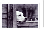 Dog Looking Over Fence by Anonymous