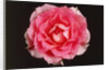 Rose in front of a black background by Anonymous