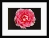 Rose in front of a black background by Anonymous