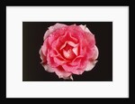 Rose in front of a black background by Anonymous