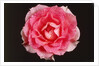 Rose in front of a black background by Anonymous
