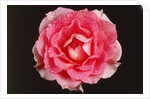 Rose in front of a black background by Anonymous