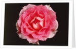Rose in front of a black background by Anonymous