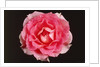 Rose in front of a black background by Anonymous