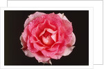 Rose in front of a black background by Anonymous