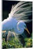 Great egret by Anonymous